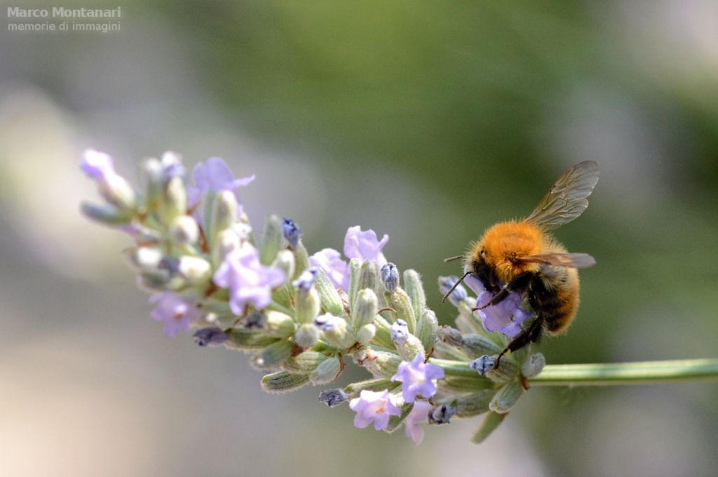 Anthophora ?  No, Bombus pascuorum